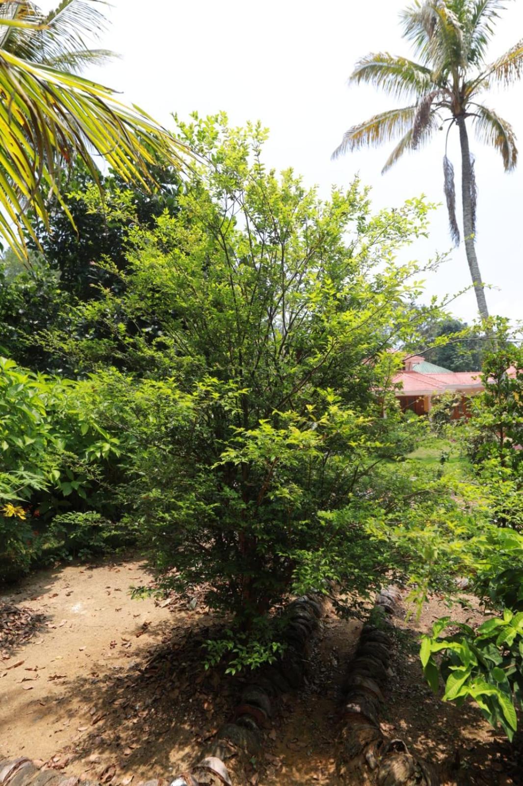 Green Shades Munnar Exterior photo